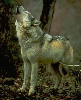 loup1