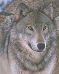 loup3