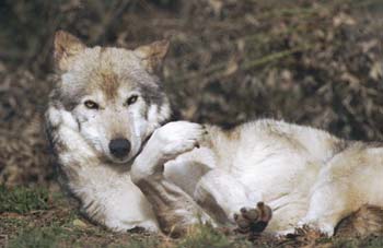 loup4