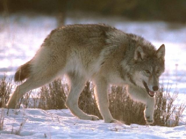 loup5