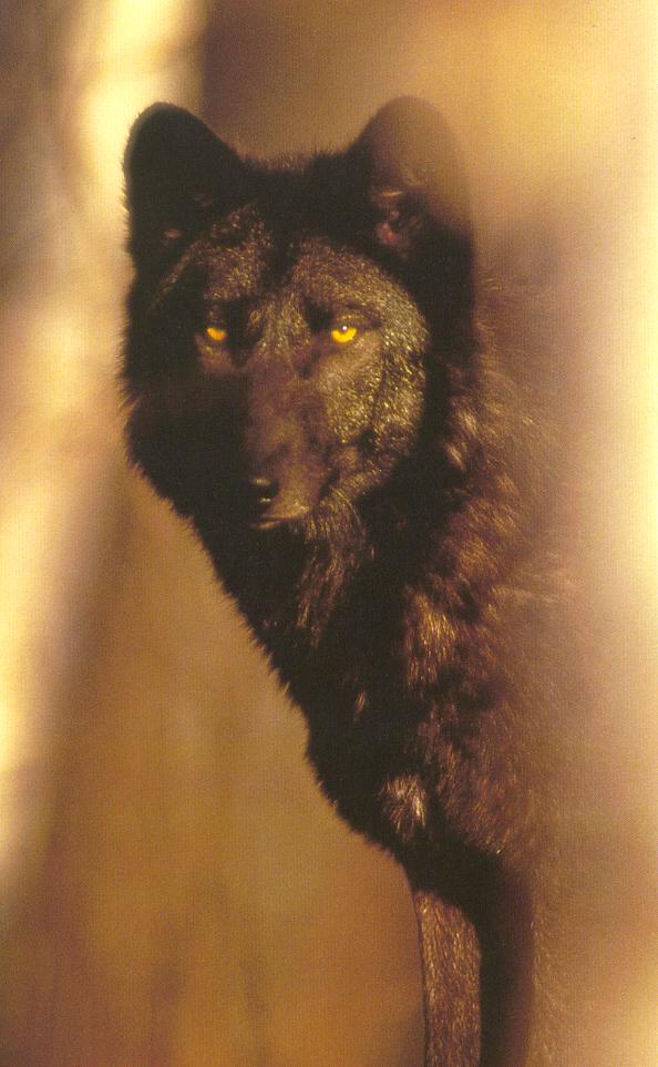 loup6