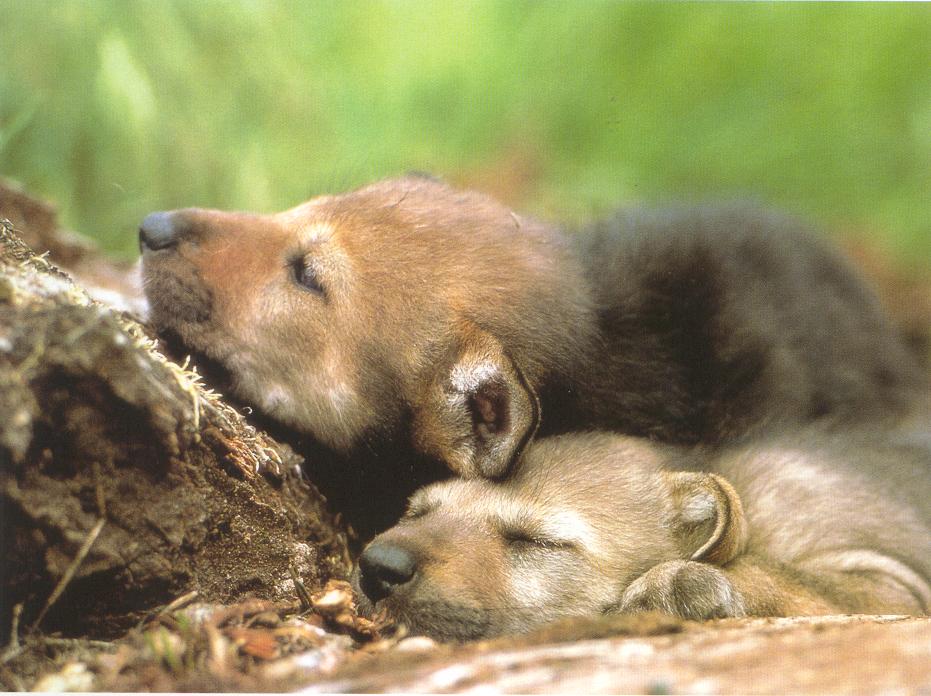 loup7