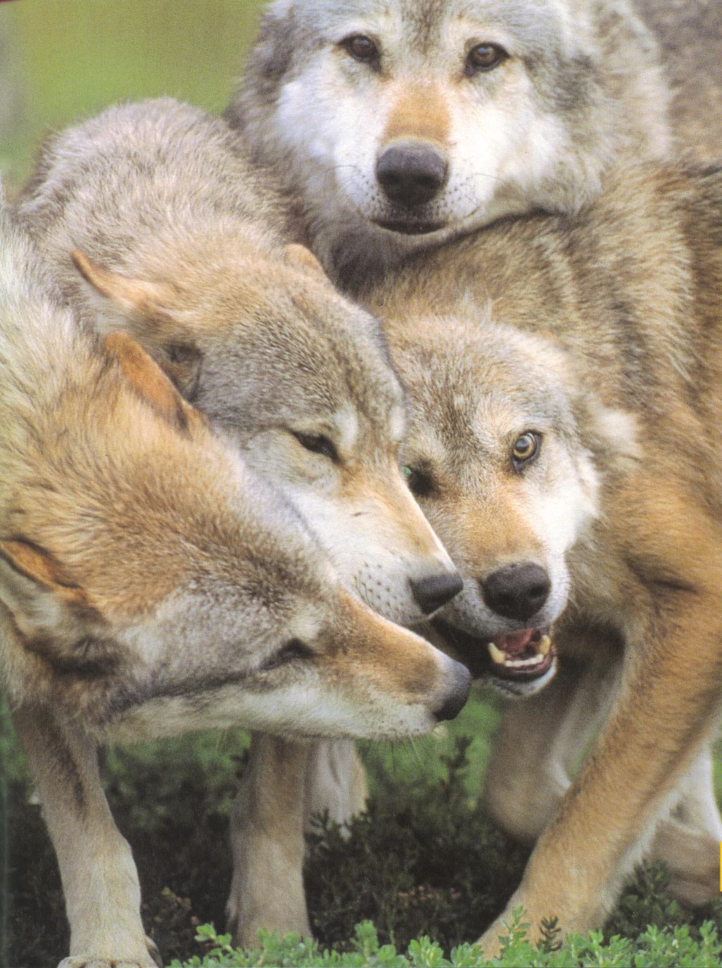loup8