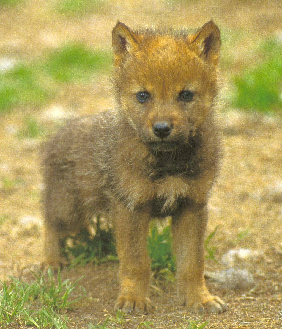 `loup9
