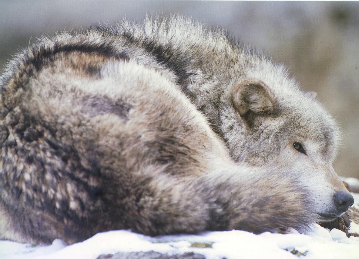 loup10