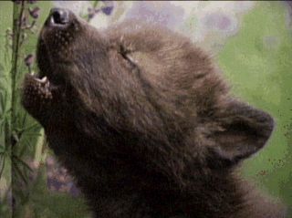 loup2