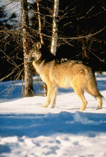 loup11