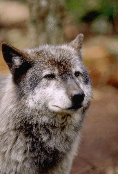 loup12