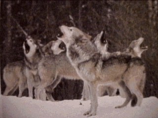 loup13