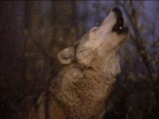 loup15
