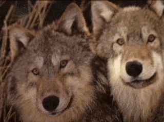 loup14