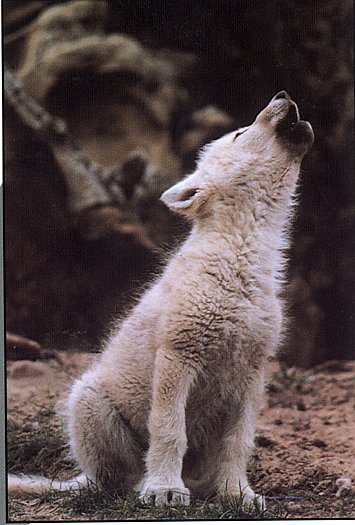 loup18