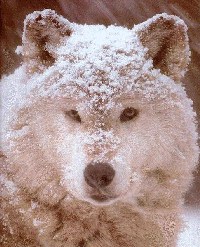 loup19