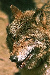 loup17